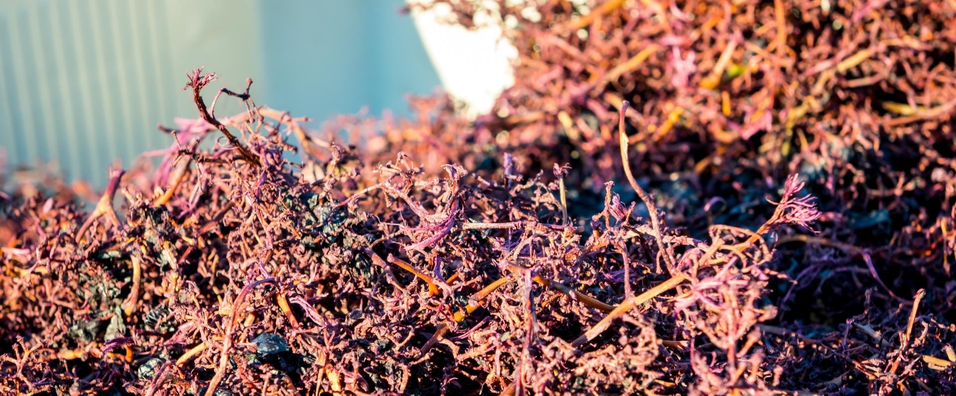 AZTI, MIBA y Baigorri unen sus fuerzas para convertir un subproducto vitivinícola en ingrediente de alimentación animal