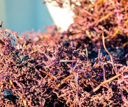 AZTI, MIBA y Baigorri unen sus fuerzas para convertir un subproducto vitivinícola en ingrediente de alimentación animal